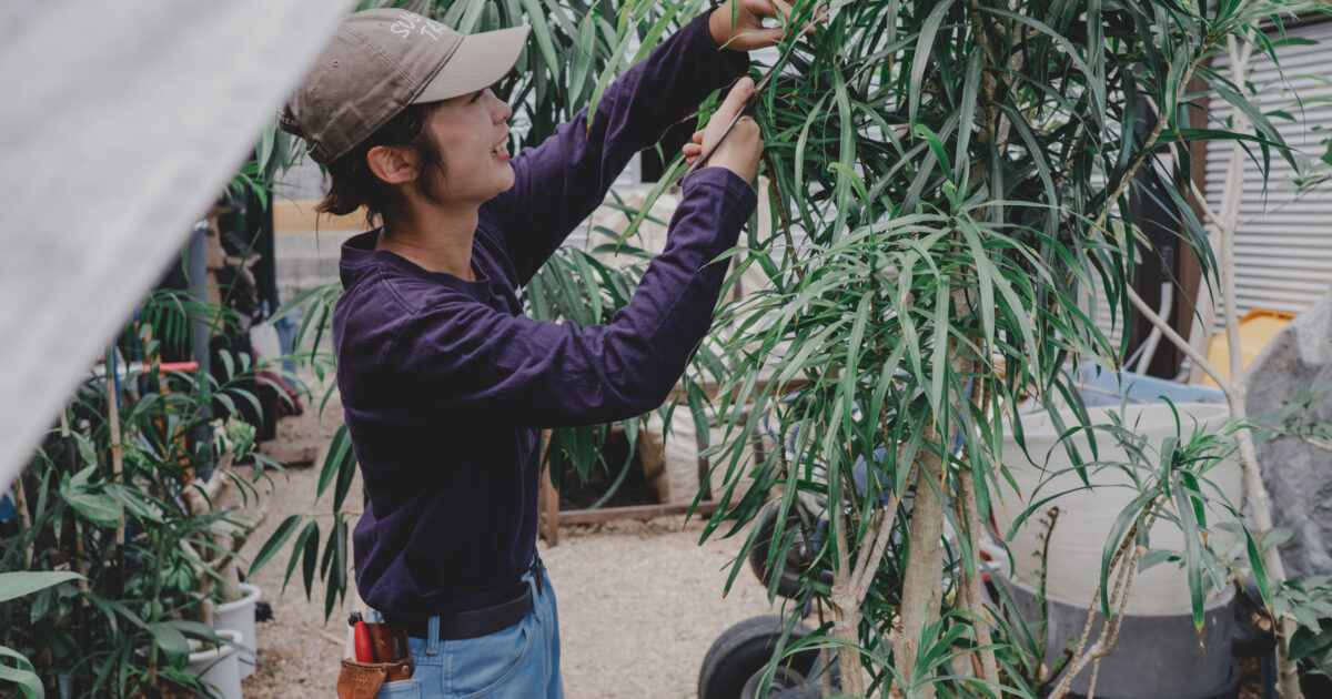 山採りハイノキ　/ 530 美しい樹形が魅力的 山採り ハイノキ 株立 705 樹高1.8m位 高級樹